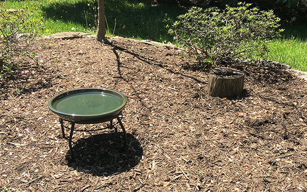 bird_bath