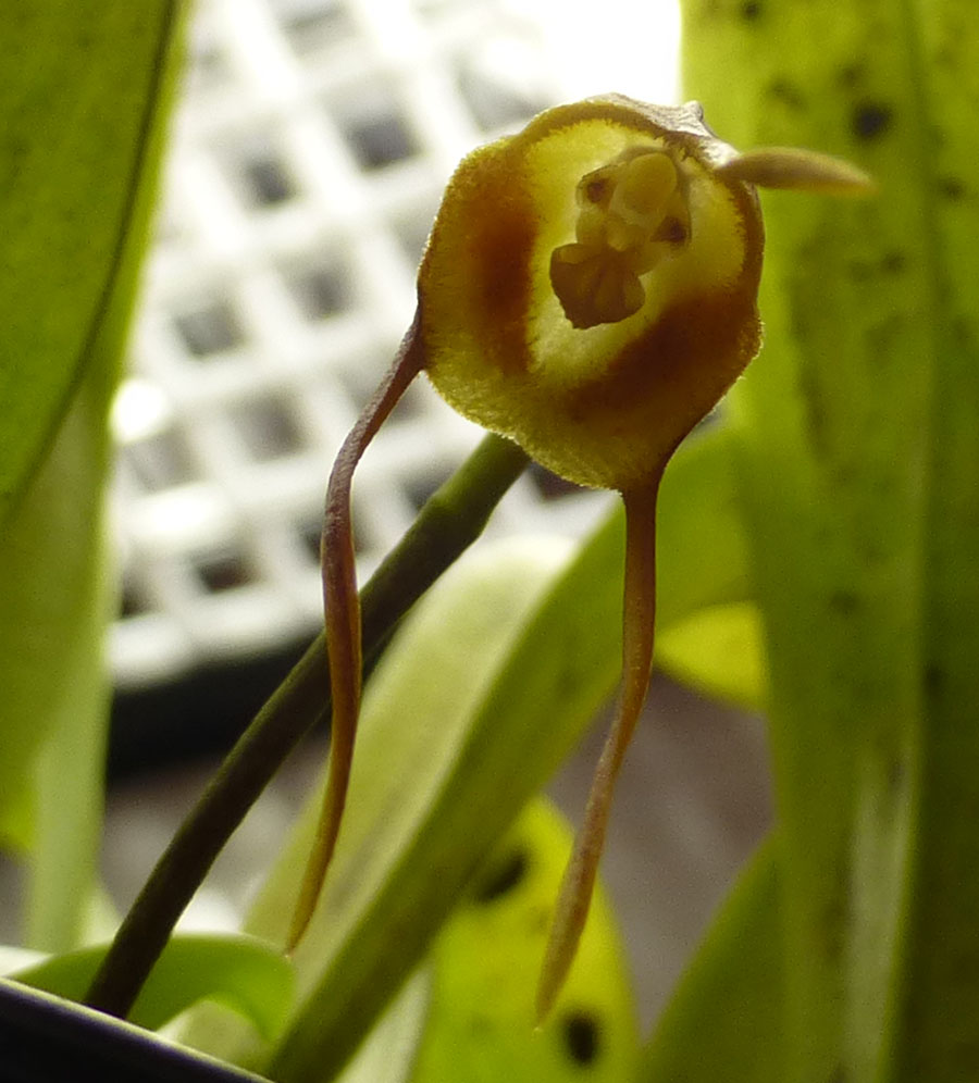 dracula_olmosii_bloom_bottom_small