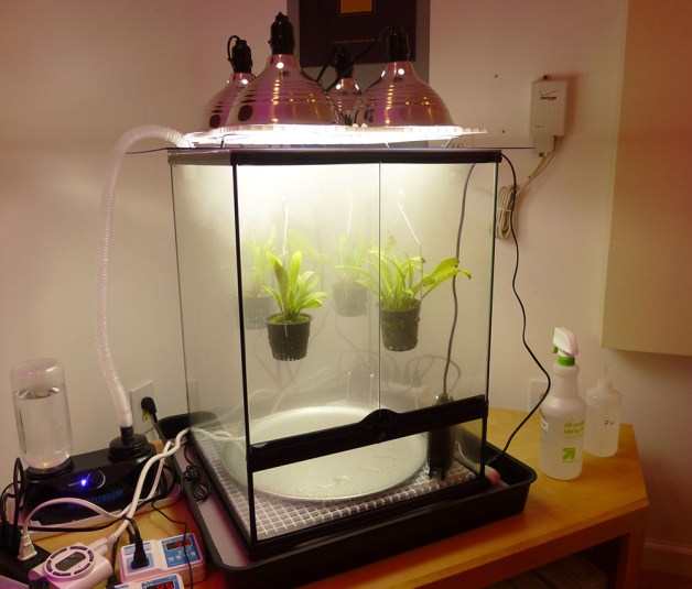 dracula_terrarium_small